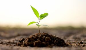 RTM plants 250 trees for VolkerRail